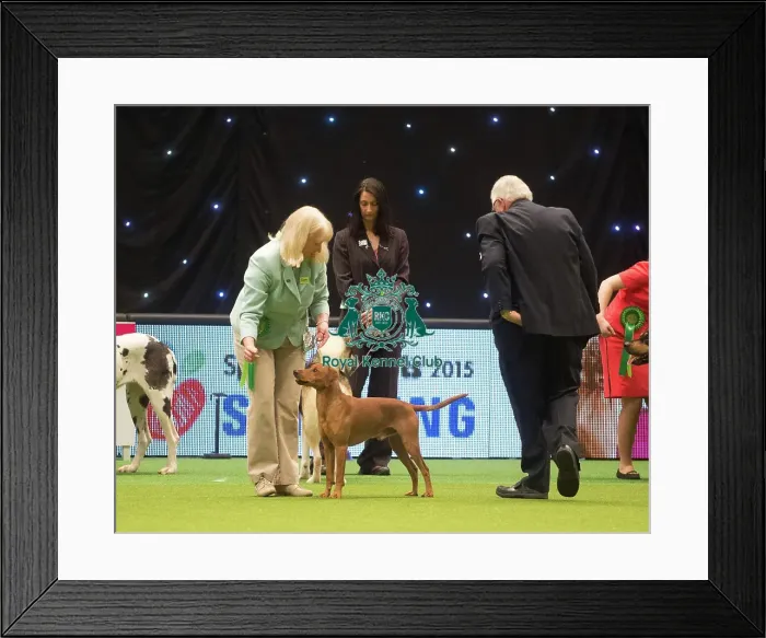 Framed Print : Crufts 2015