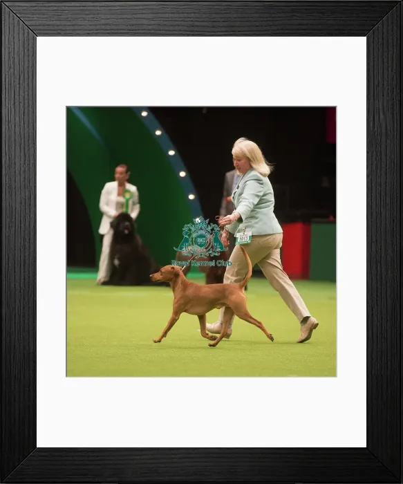 Framed Print : Crufts 2015
