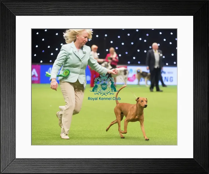 Framed Print : Crufts 2015