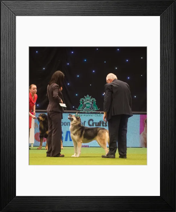 Framed Print : Crufts 2015 Framed Print : Crufts 2015