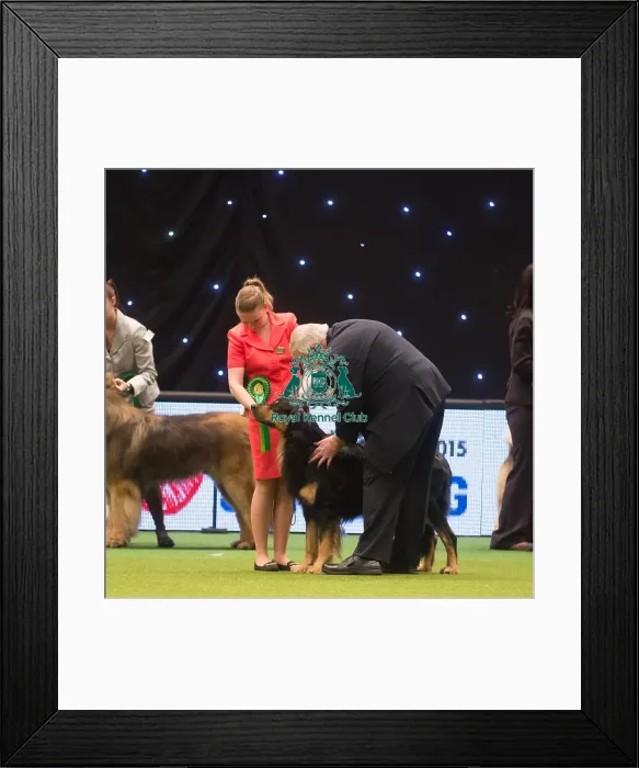 Framed Print : Crufts 2015 Framed Print : Crufts 2015