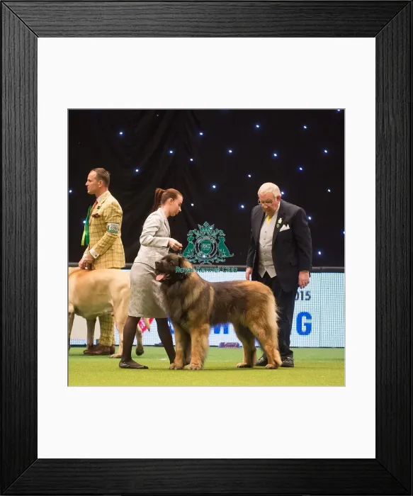 Framed Print : Crufts 2015 Framed Print : Crufts 2015