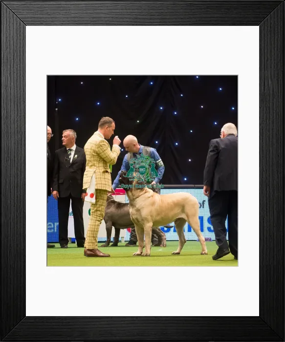 Framed Print : Crufts 2015 Framed Print : Crufts 2015