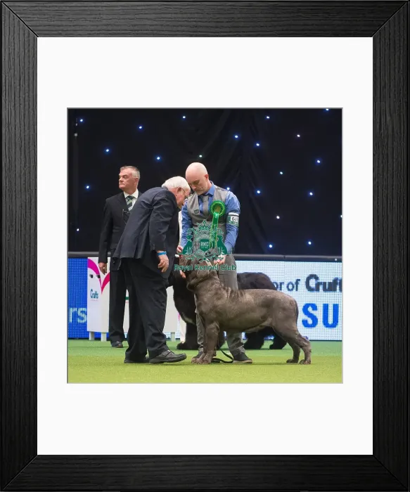 Framed Print : Crufts 2015 Framed Print : Crufts 2015