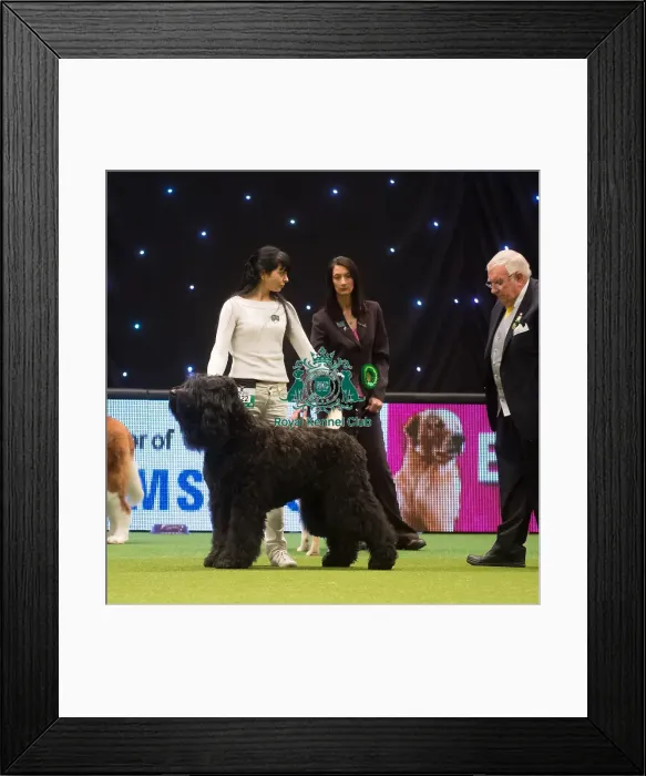 Framed Print : Crufts 2015 Framed Print : Crufts 2015