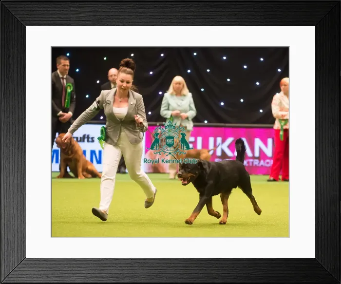 Framed Print : Crufts 2015 Framed Print : Crufts 2015