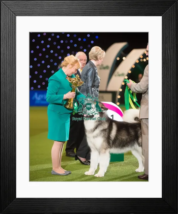 Framed Print : Crufts 2015 Framed Print : Crufts 2015