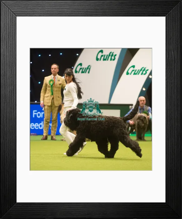 Framed Print : Crufts 2015 Framed Print : Crufts 2015