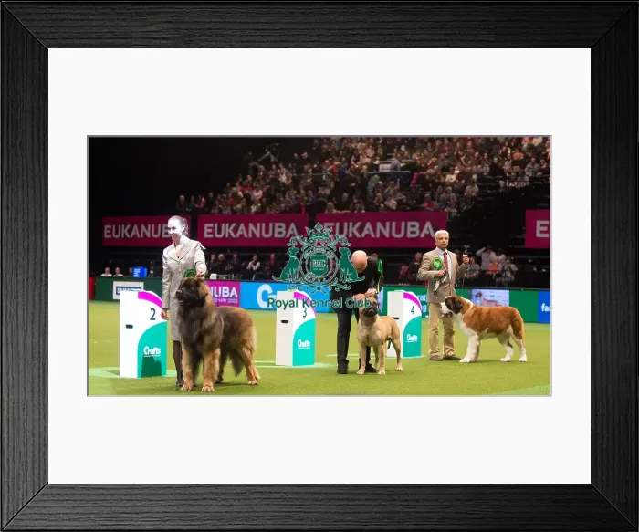 Framed Print : Crufts 2015 Framed Print : Crufts 2015