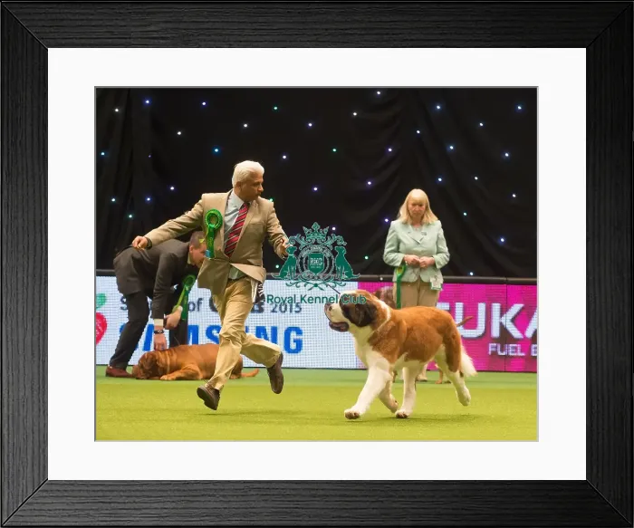 Framed Print : Crufts 2015 Framed Print : Crufts 2015