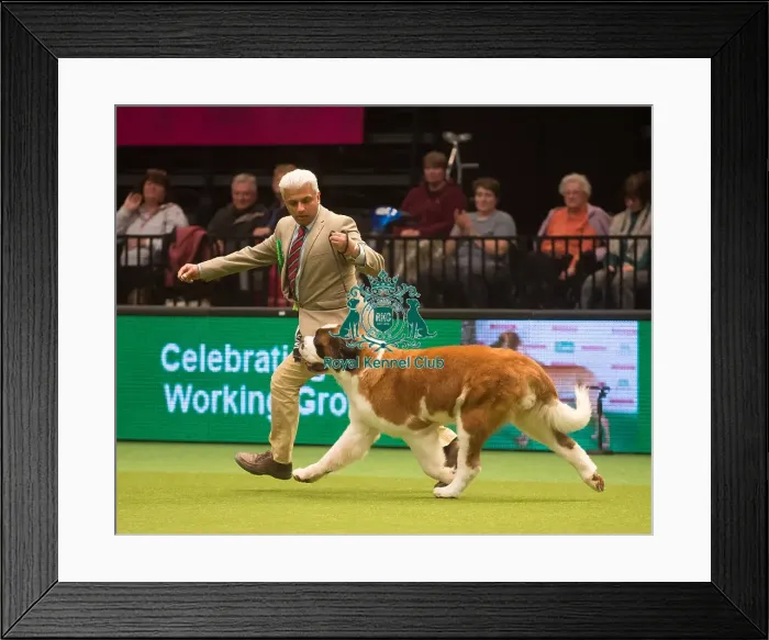 Framed Print : Crufts 2015 Framed Print : Crufts 2015