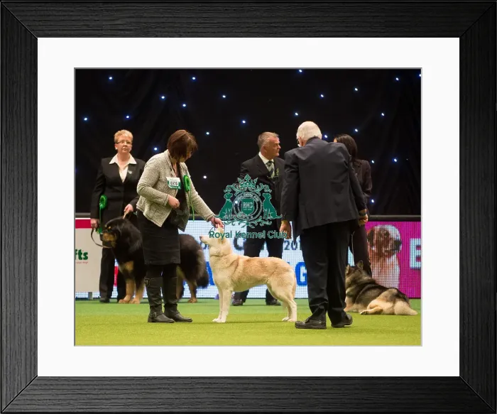 Framed Print : Crufts 2015