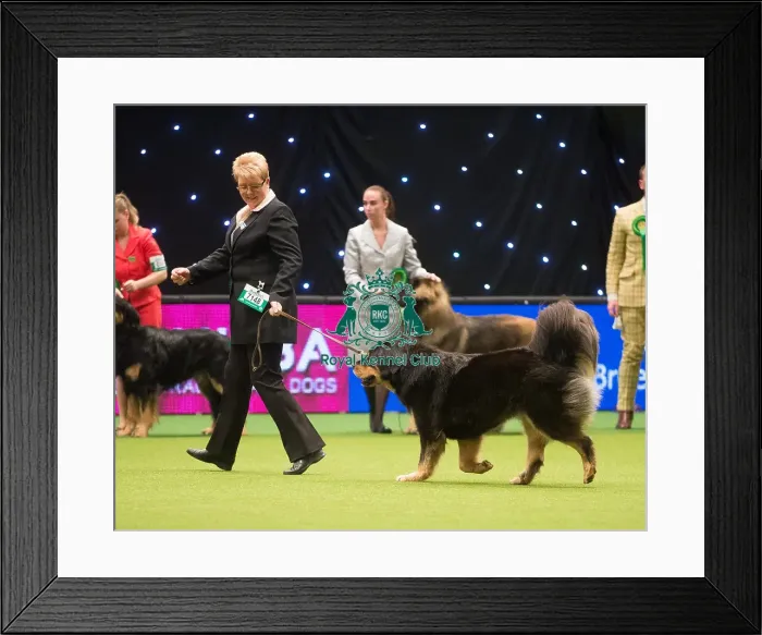 Framed Print : Crufts 2015 Framed Print : Crufts 2015