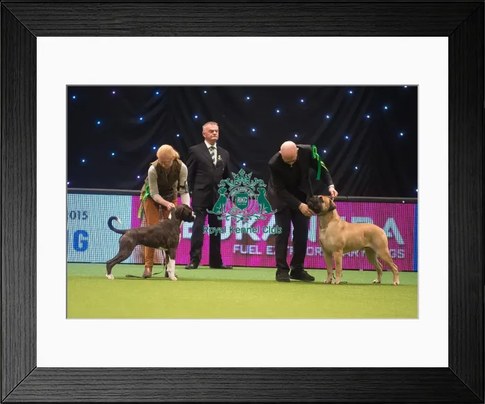 Framed Print : Crufts 2015 Framed Print : Crufts 2015