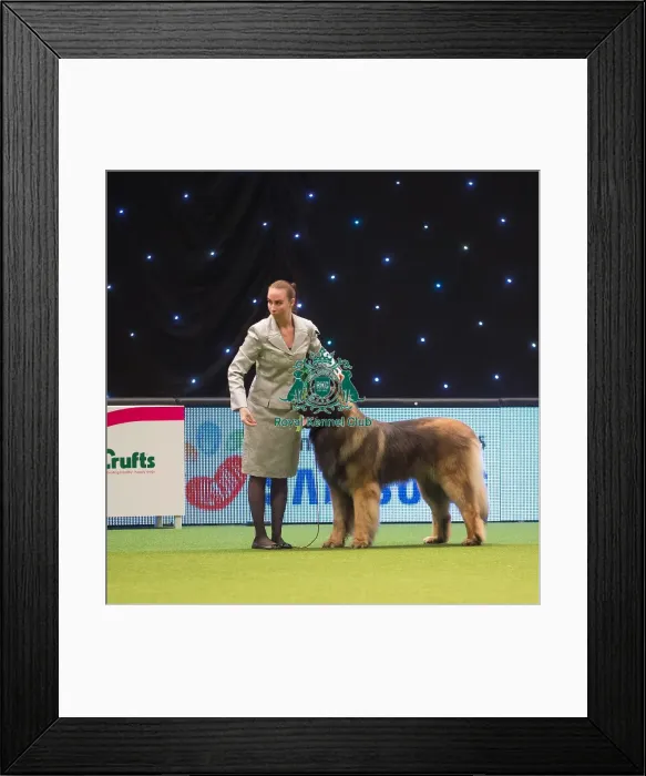 Framed Print : Crufts 2015 Framed Print : Crufts 2015