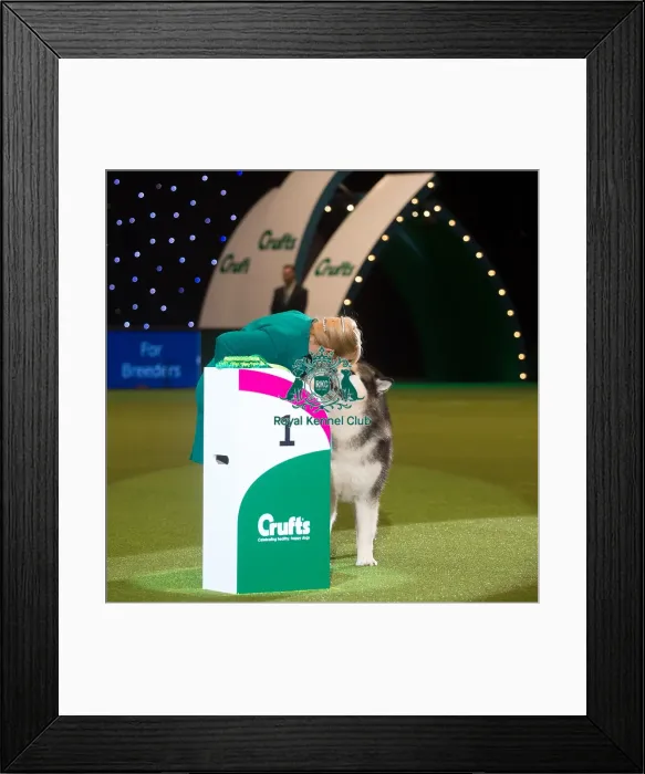 Framed Print : Crufts 2015 Framed Print : Crufts 2015