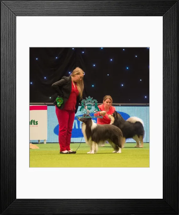 Framed Print : Crufts 2015 Framed Print : Crufts 2015