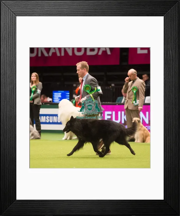 Framed Print : Crufts 2015 Framed Print : Crufts 2015