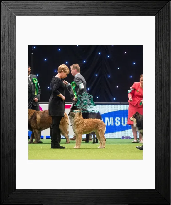 Framed Print : Crufts 2015 Framed Print : Crufts 2015