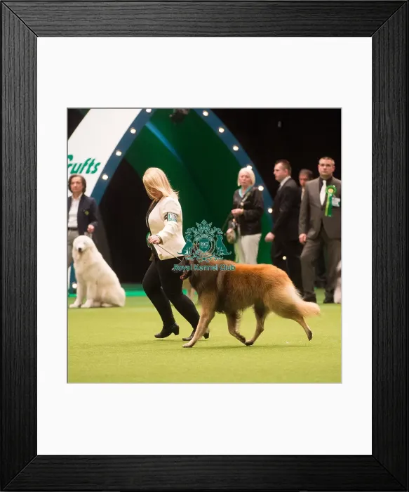 Framed Print : Crufts 2015 Framed Print : Crufts 2015