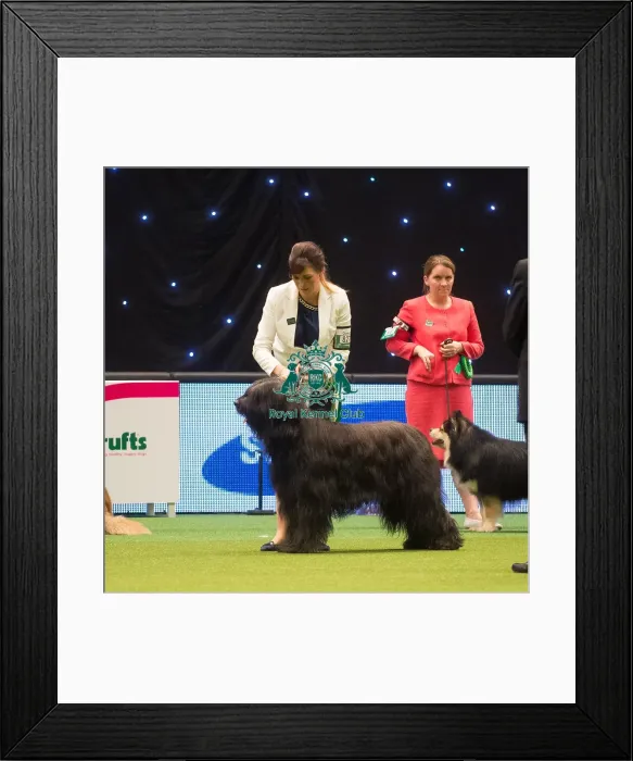 Framed Print : Crufts 2015 Framed Print : Crufts 2015