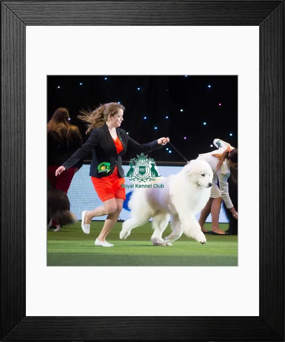 Framed Print : Crufts 2015 Framed Print : Crufts 2015