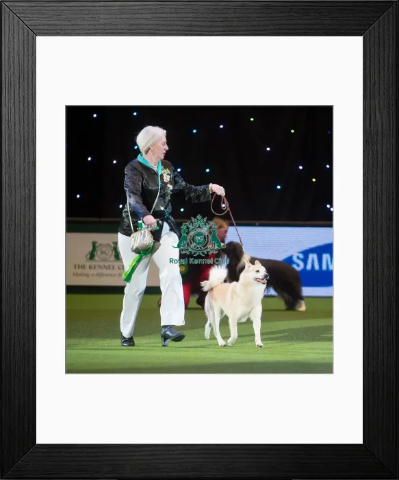 Framed Print : Crufts 2015 Framed Print : Crufts 2015