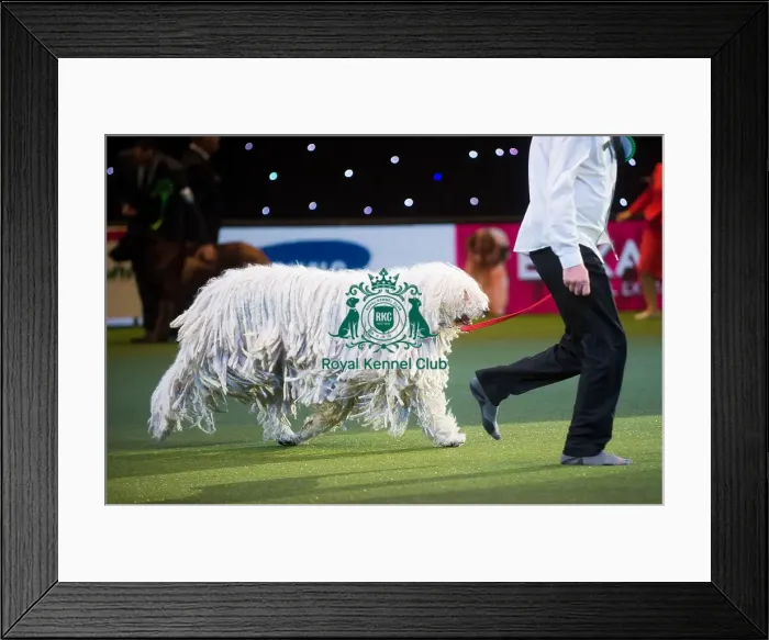 Framed Print : Crufts 2015