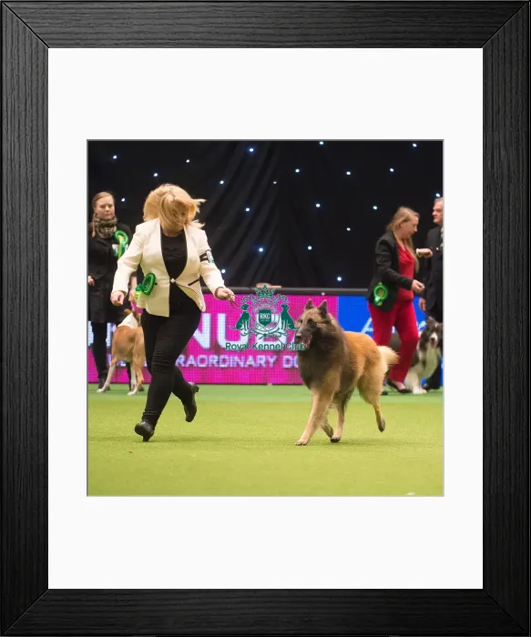 Framed Print : Crufts 2015 Framed Print : Crufts 2015