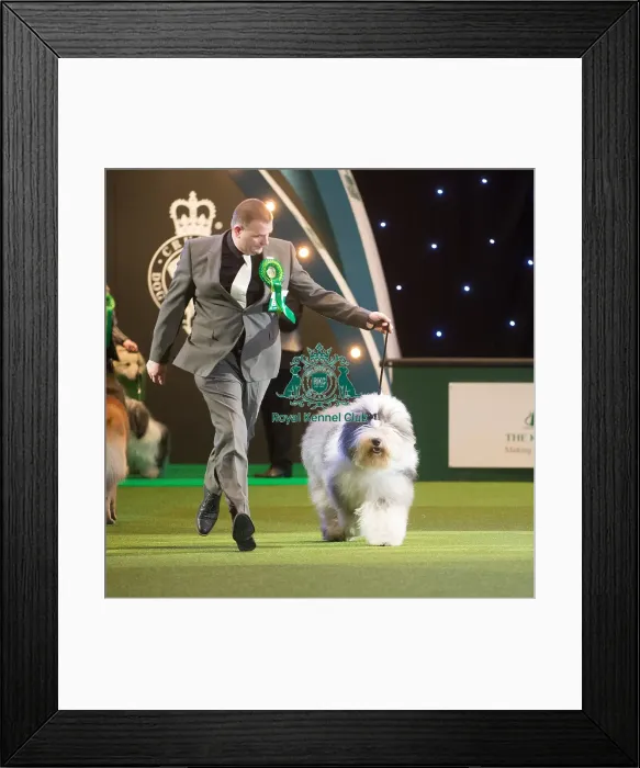 Framed Print : Crufts 2015 Framed Print : Crufts 2015