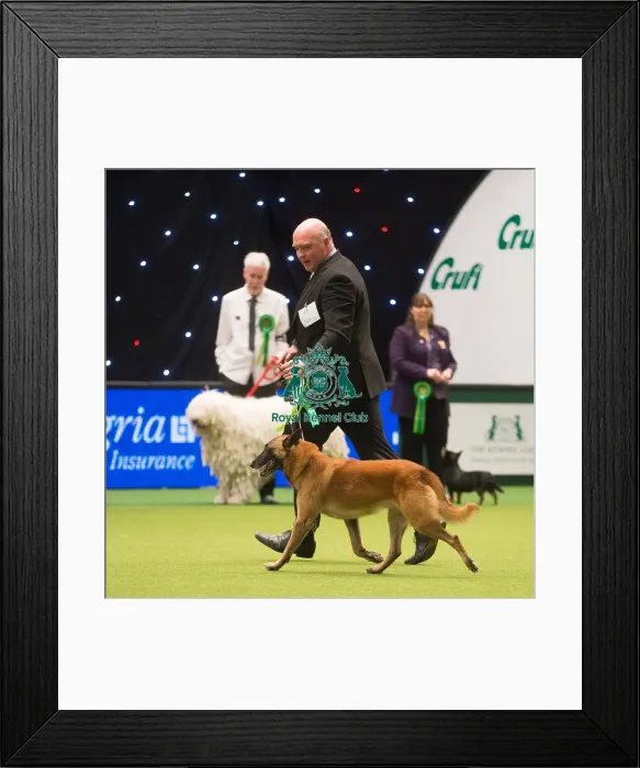 Framed Print : Crufts 2015 Framed Print : Crufts 2015