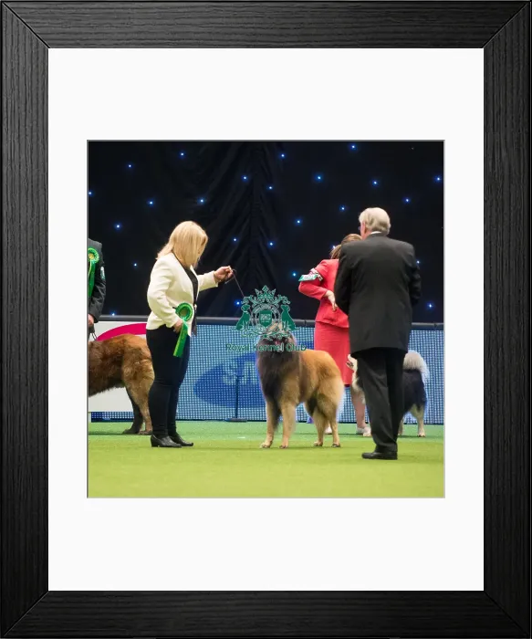 Framed Print : Crufts 2015 Framed Print : Crufts 2015