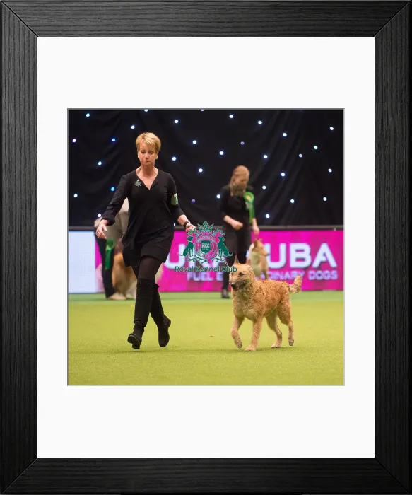 Framed Print : Crufts 2015 Framed Print : Crufts 2015
