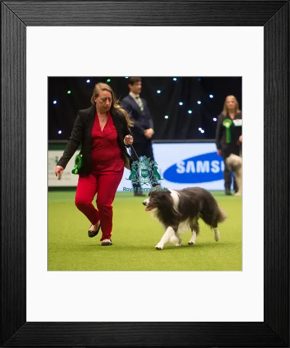 Framed Print : Crufts 2015