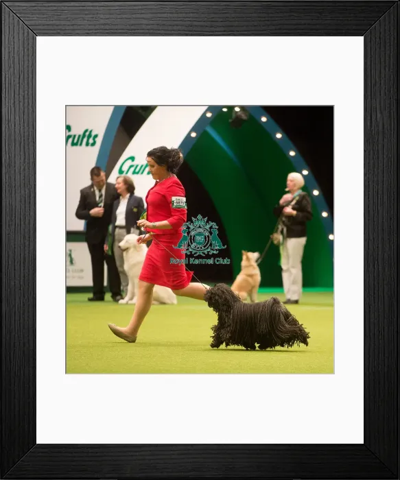 Framed Print : Crufts 2015 Framed Print : Crufts 2015