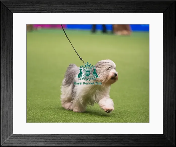 Framed Print : Crufts 2015 Framed Print : Crufts 2015