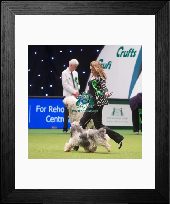 Framed Print : Crufts 2015 Framed Print : Crufts 2015