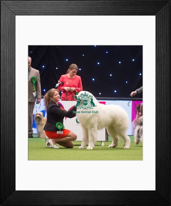 Framed Print : Crufts 2015 Framed Print : Crufts 2015