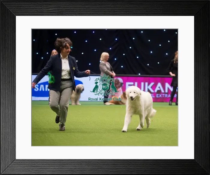 Framed Print : Crufts 2015 Framed Print : Crufts 2015