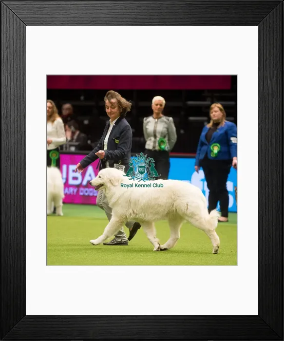 Framed Print : Crufts 2015 Framed Print : Crufts 2015