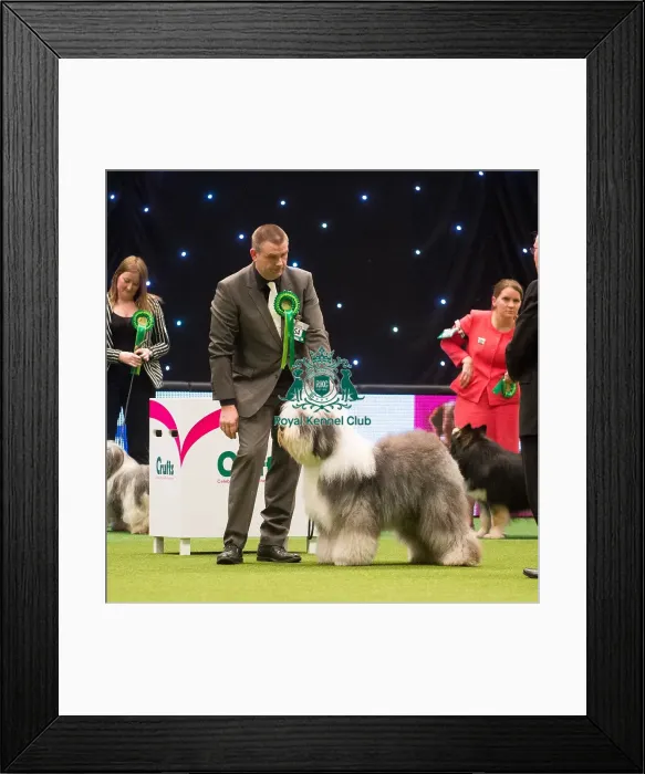 Framed Print : Crufts 2015 Framed Print : Crufts 2015