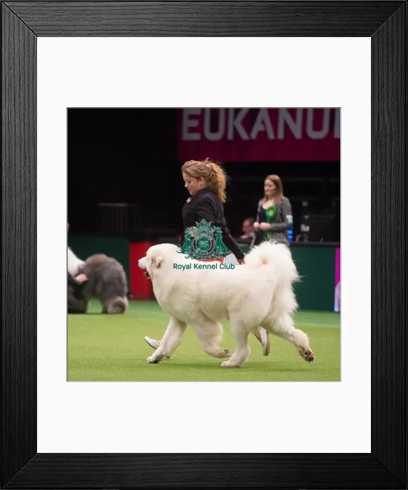 Framed Print : Crufts 2015
