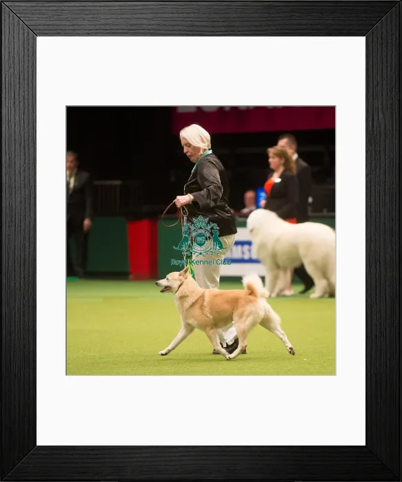 Framed Print : Crufts 2015 Framed Print : Crufts 2015