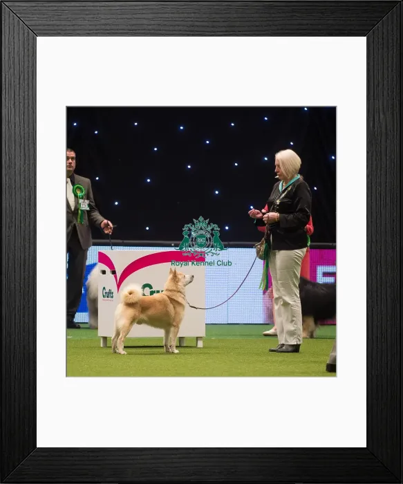 Framed Print : Crufts 2015 Framed Print : Crufts 2015