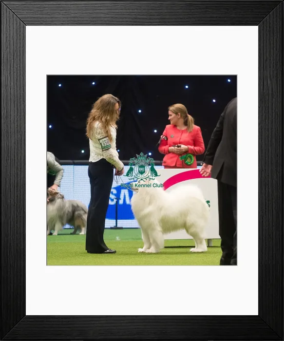 Framed Print : Crufts 2015