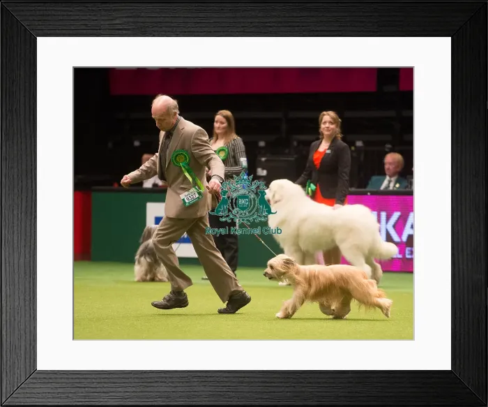 Framed Print : Crufts 2015 Framed Print : Crufts 2015