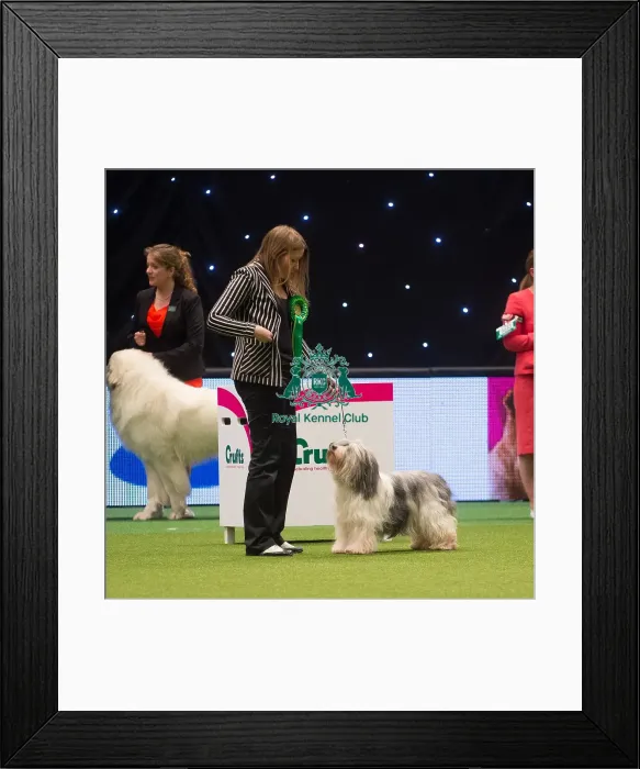 Framed Print : Crufts 2015 Framed Print : Crufts 2015