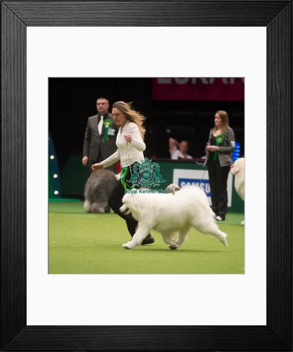 Framed Print : Crufts 2015
