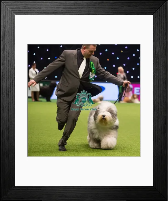 Framed Print : Crufts 2015 Framed Print : Crufts 2015