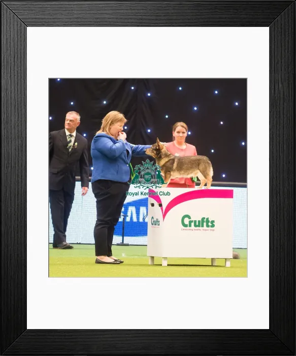 Framed Print : Crufts 2015 Framed Print : Crufts 2015